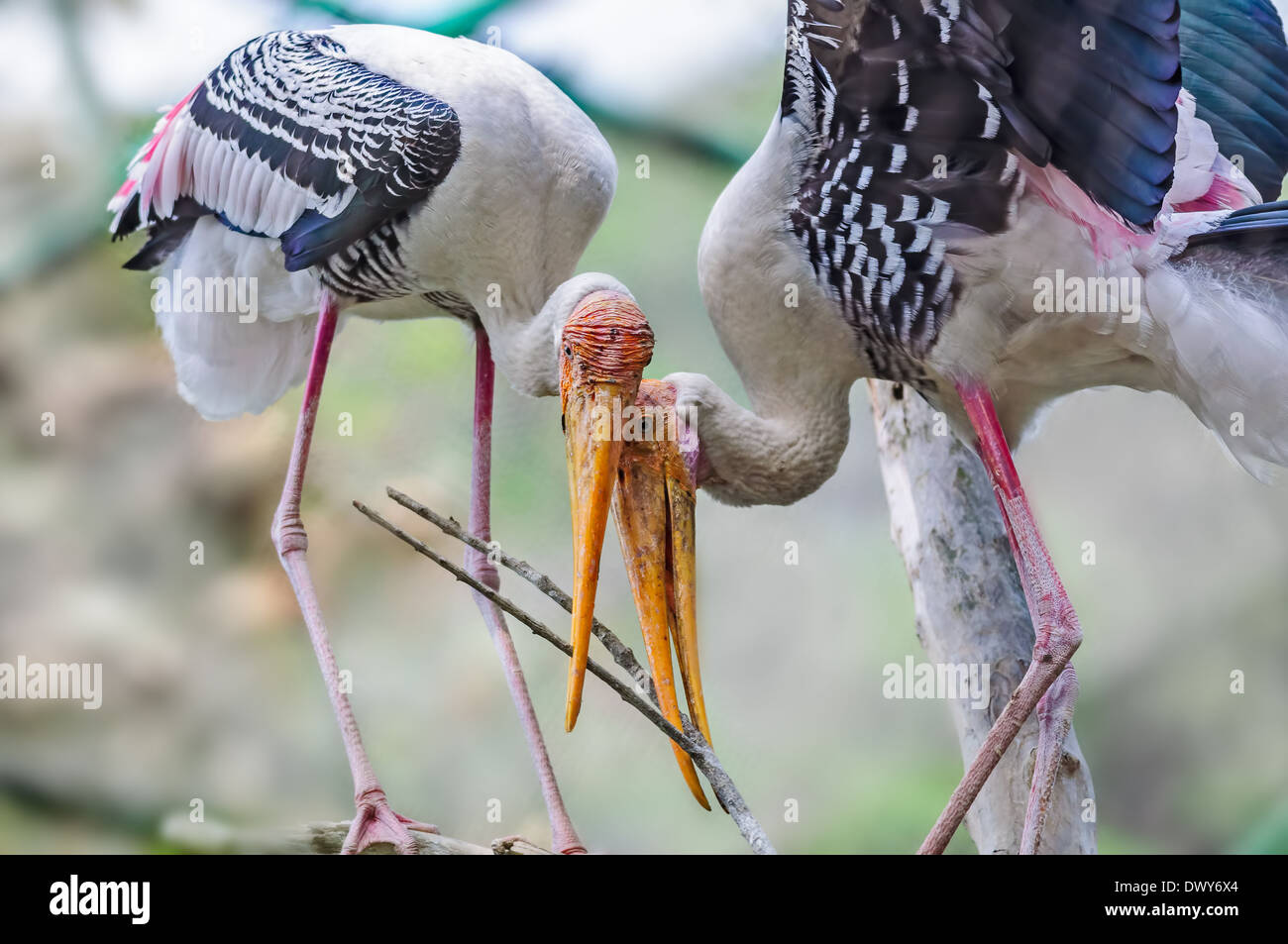 Close up of a Pair of painted stork, Mycteria leucocephala with nesting material Stock Photo