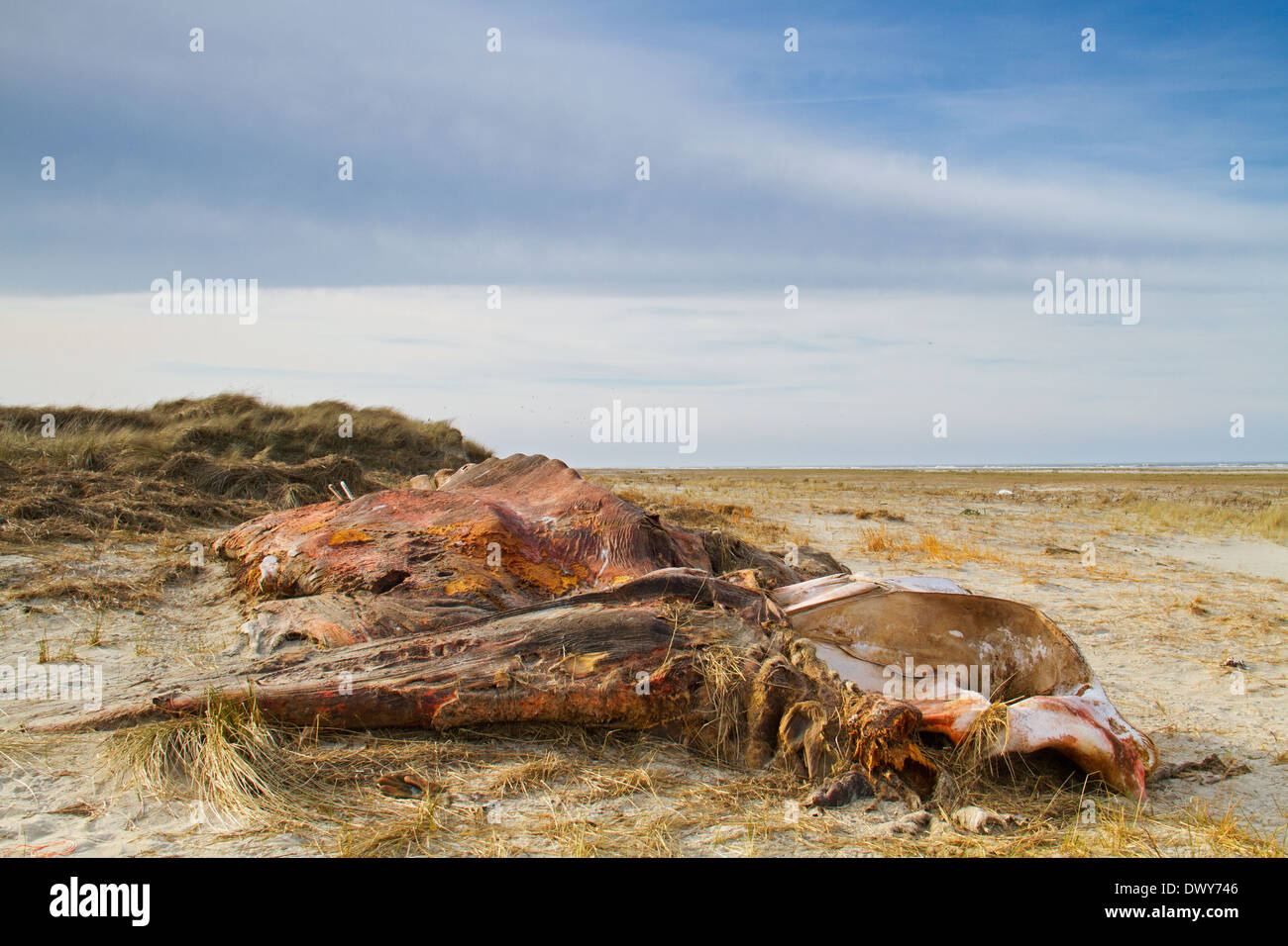 Cadaver of a Whalebone Whale washed ashore on a beach Stock Photo