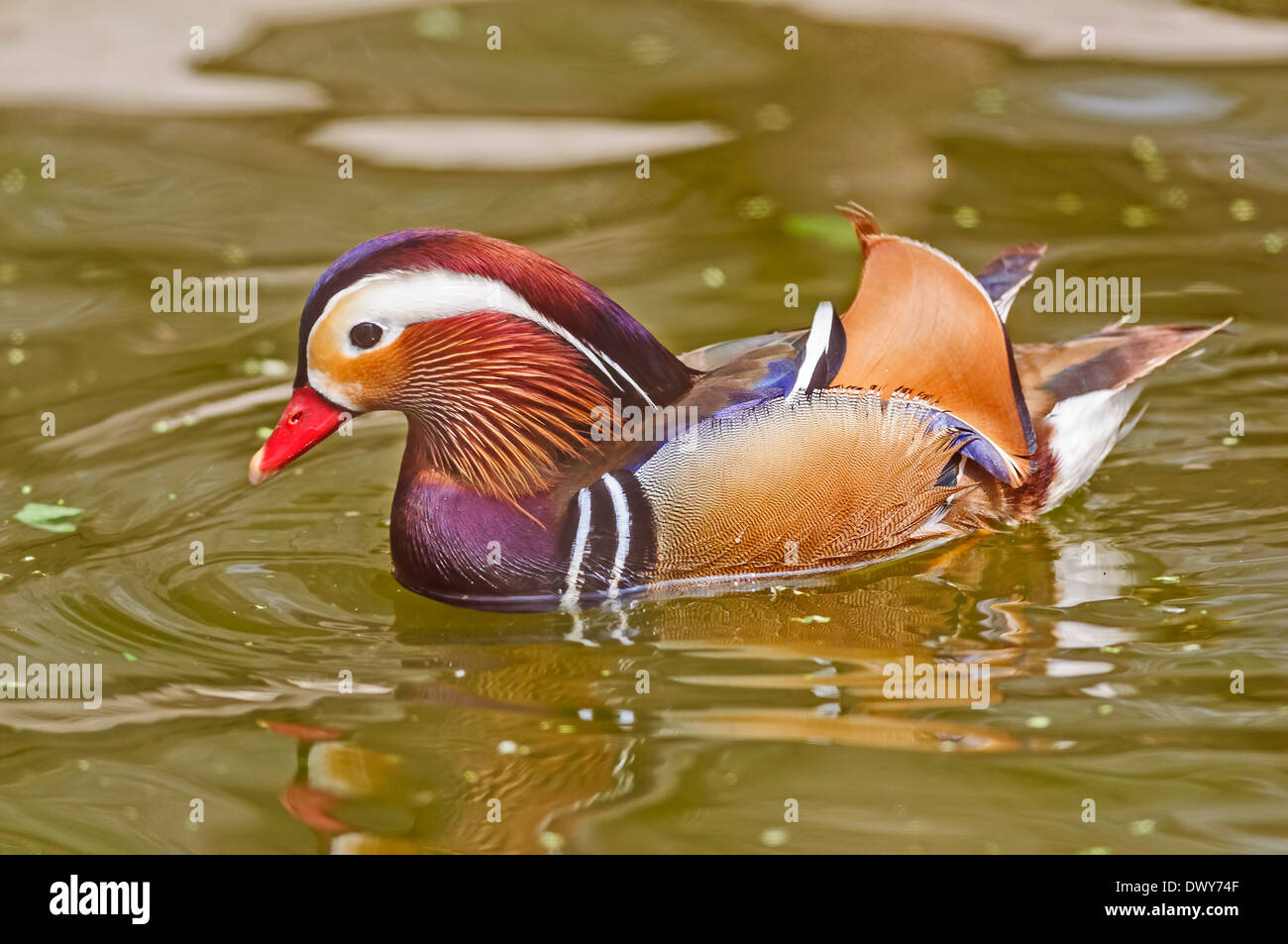 Bird, Mandarin Duck, Aix galericulata, swimming in water, copy space Stock Photo