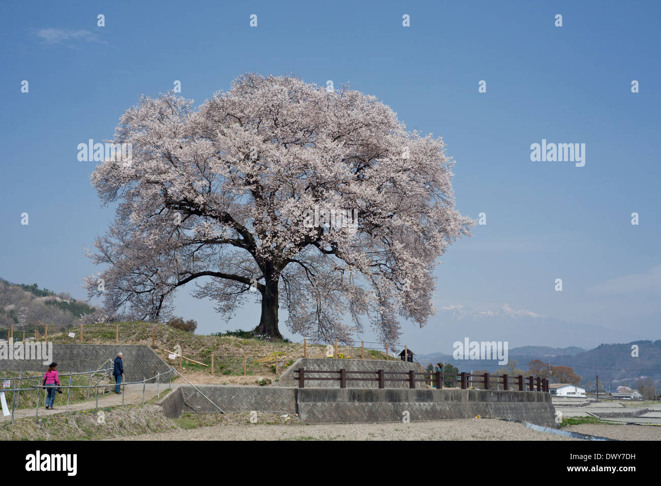 Blooming cherry tree in Yamanashi Prefecture, Japan Stock Photo