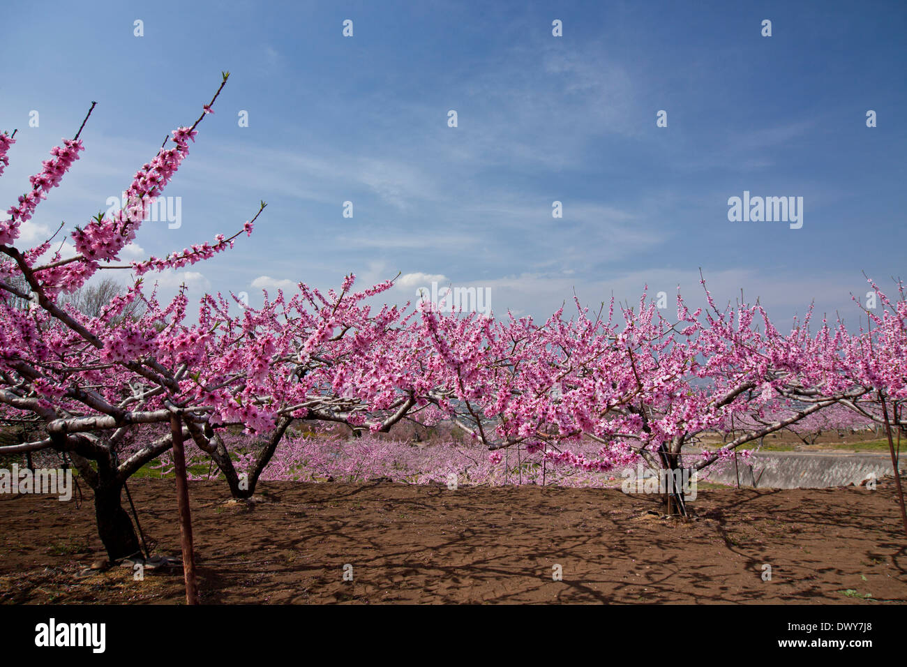 Plum blossoms in Yamanashi Prefecture, Japan Stock Photo
