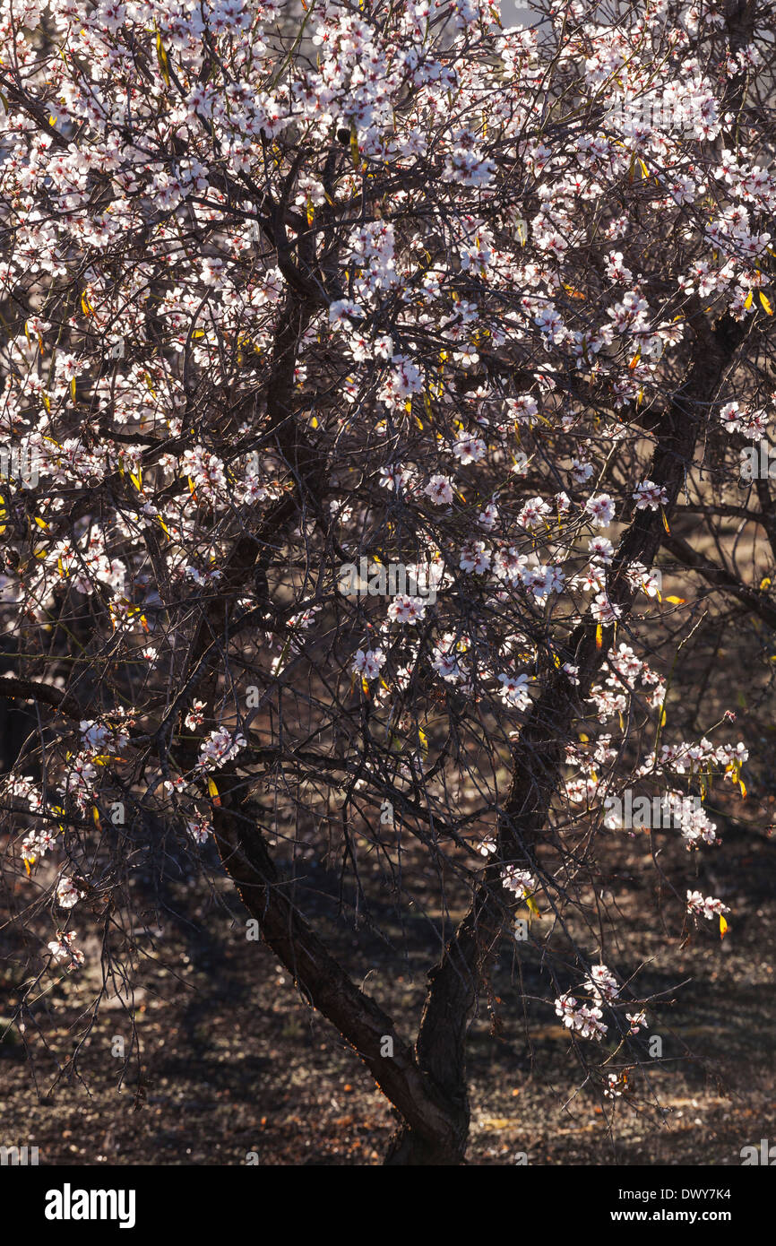 Almond trees in bloom in February near to Santiago del Teide on