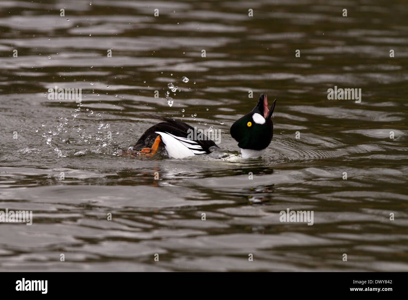 Goldeneye, Bucephala clangula male displaying Stock Photo