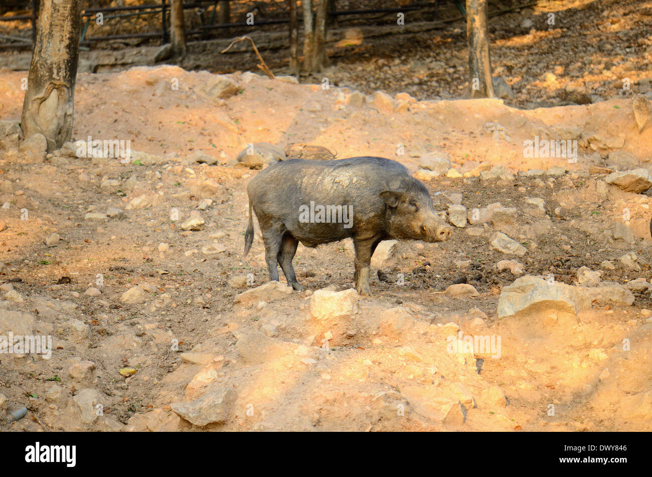 Scorfa beautiful Eurasian Wild Pig (Sus scorfa) living in Thai forest Stock ...