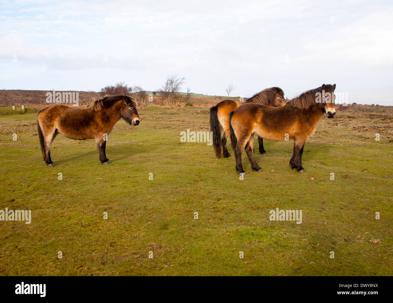 Exmoor ponies grazing near North Hill, Minehead, Somerset, England Stock Photo