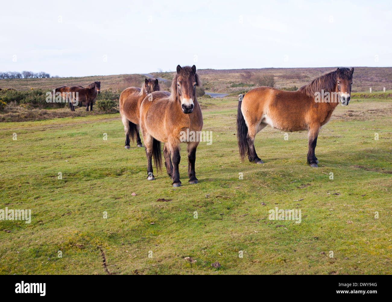 Exmoor ponies grazing near North Hill, Minehead, Somerset, England Stock Photo