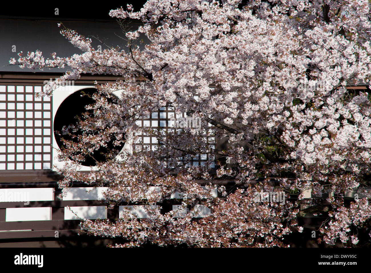 Cherry blossoms and temple building, Kyoto Prefecture, Japan Stock Photo