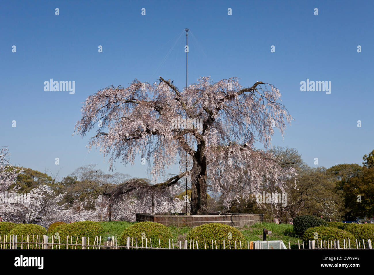 Weeping cherry tree, Kyoto Prefecture, Japan Stock Photo