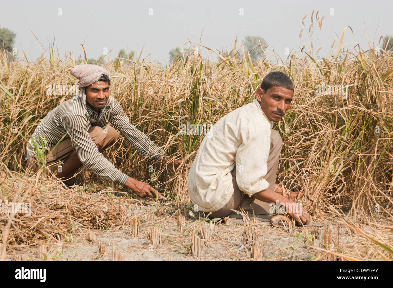 Indian Farmer working in Paddy Field Stock Photo
