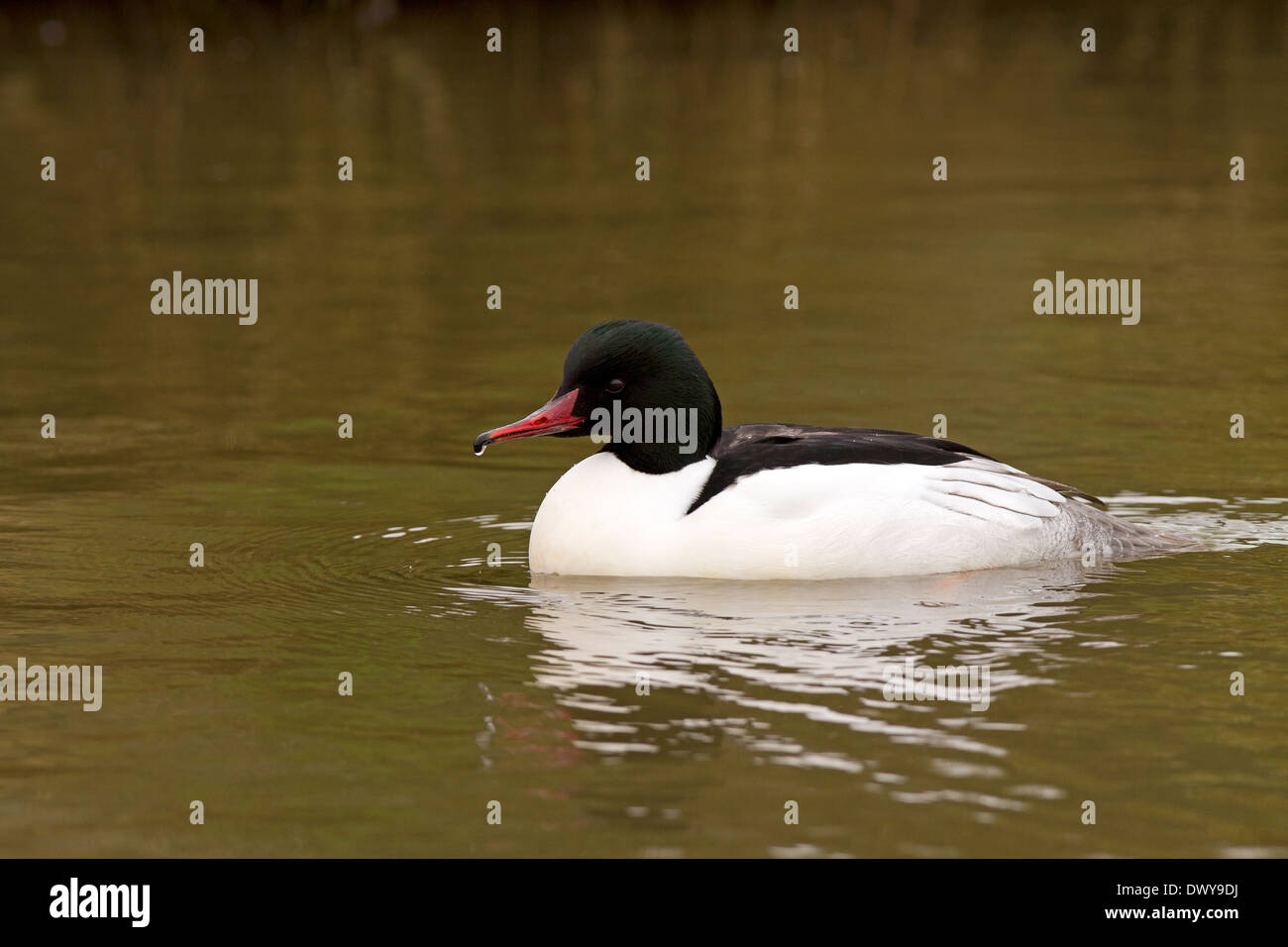 Goosander, male with water droplet Stock Photo