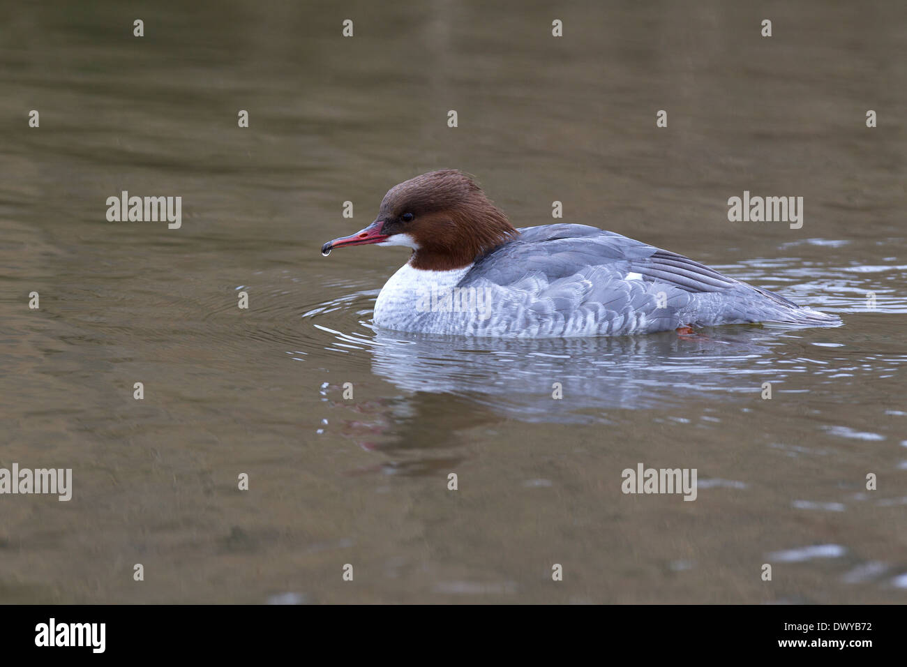 Goosander, female with water droplet Stock Photo