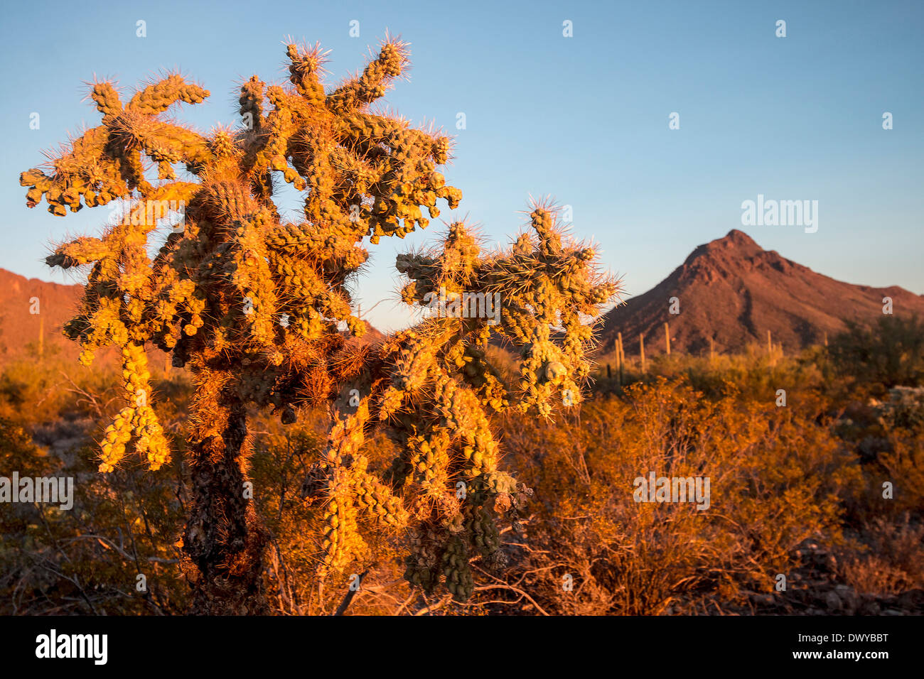 Cylindropuntia fulgida, jumping cholla, is a cactus that is native to the Southwestern US and Sonora, Mexico Stock Photo