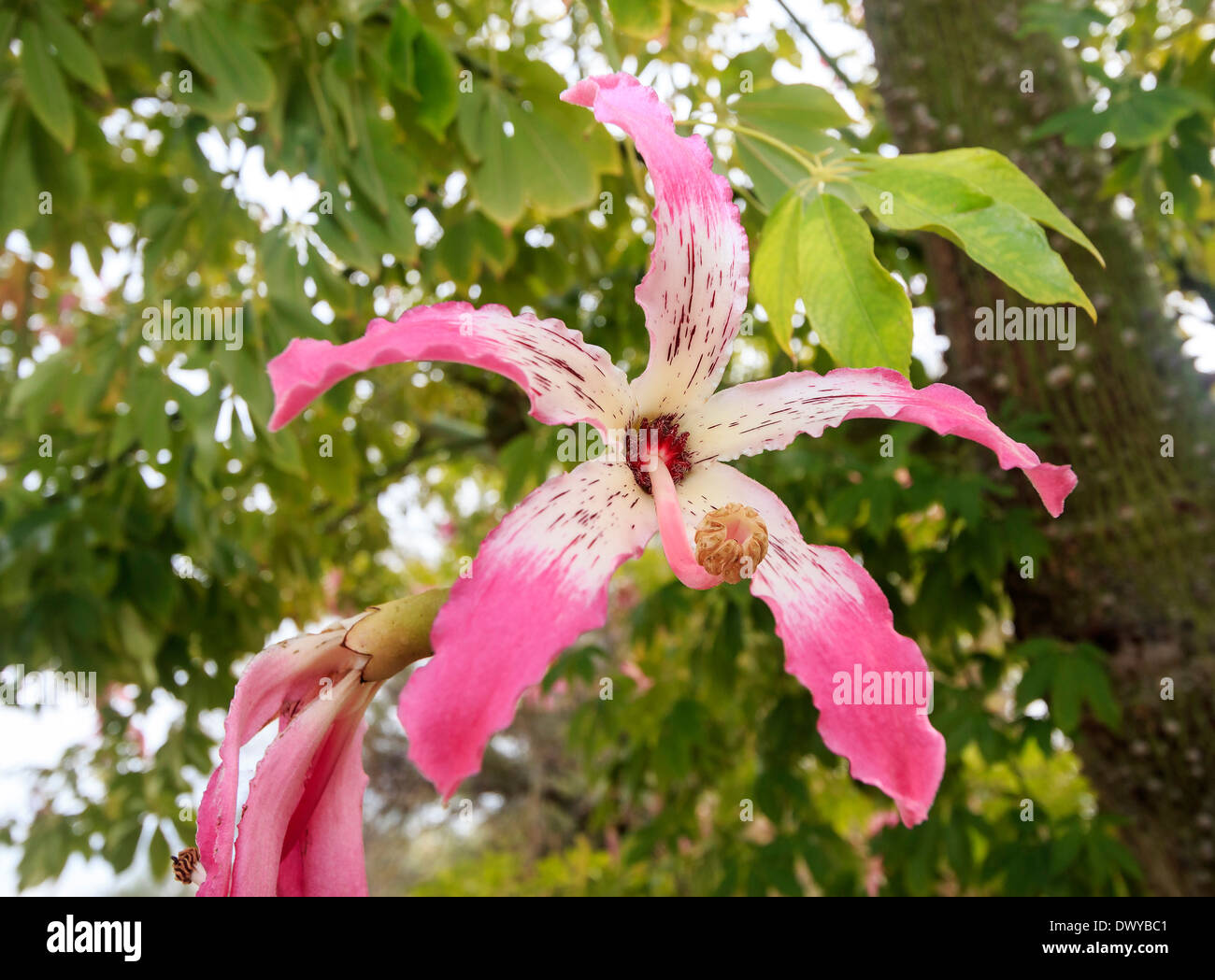 Kapok tree flower hi-res stock photography and images - Alamy