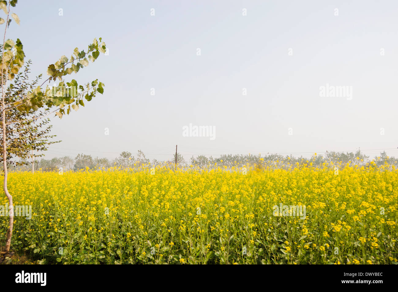 Indian Agricultural area of Mustard Stock Photo