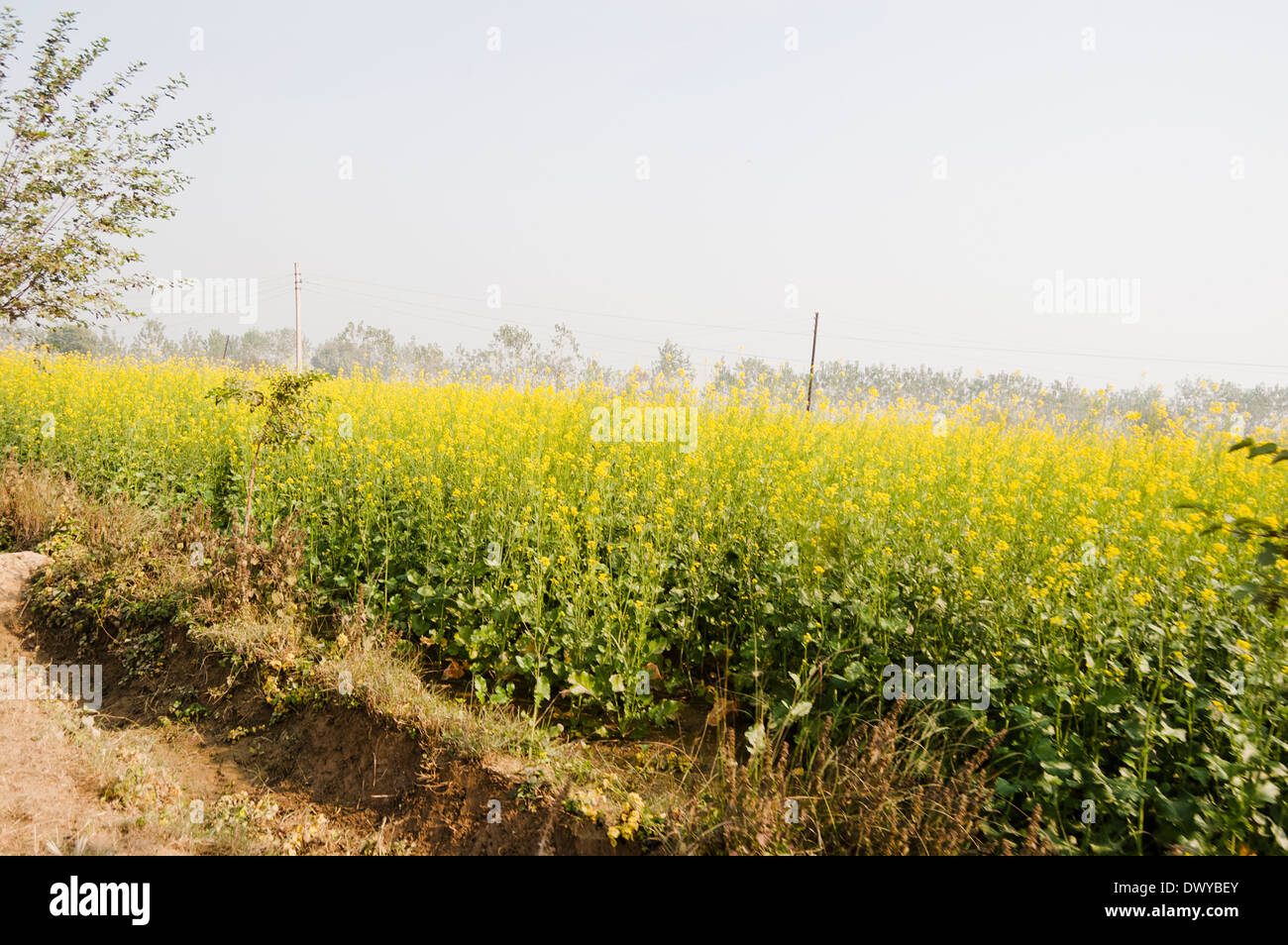 Indian Agricultural area of Mustard Stock Photo