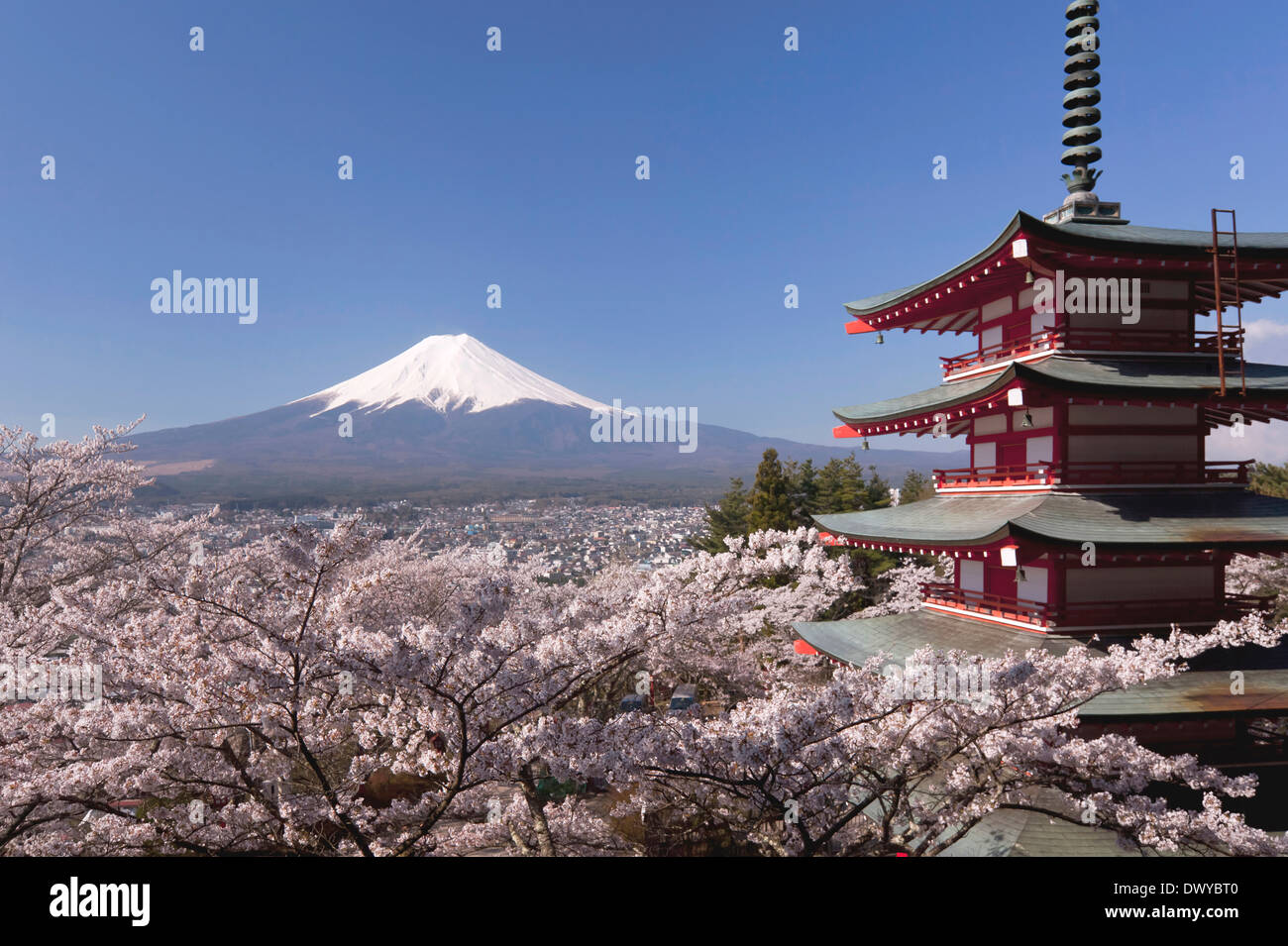 Five-story Pagoda, Cherry Blossoms and Mount Fuji, Japan Stock Photo