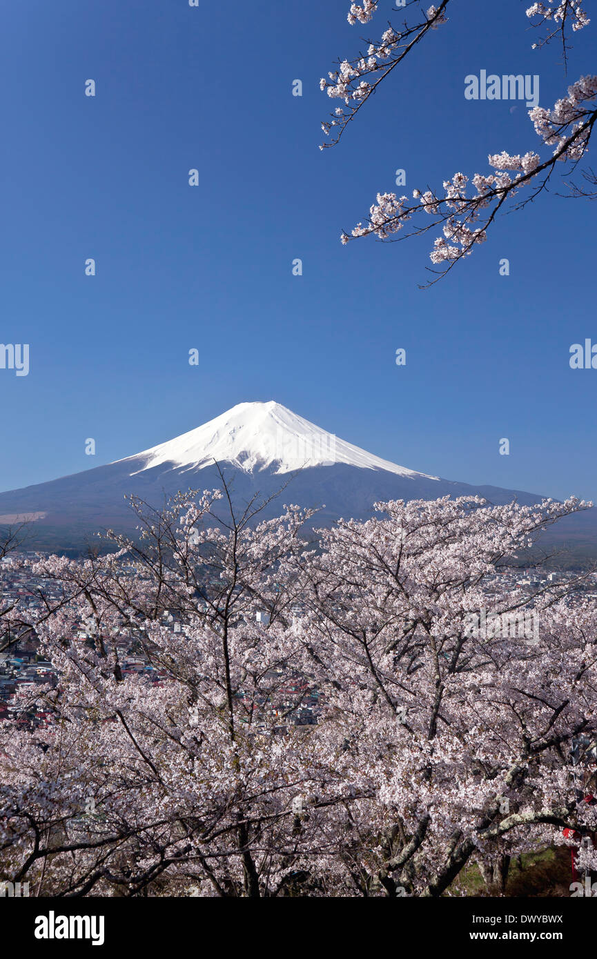 Cherry Blossoms and Mount Fuji, Japan Stock Photo
