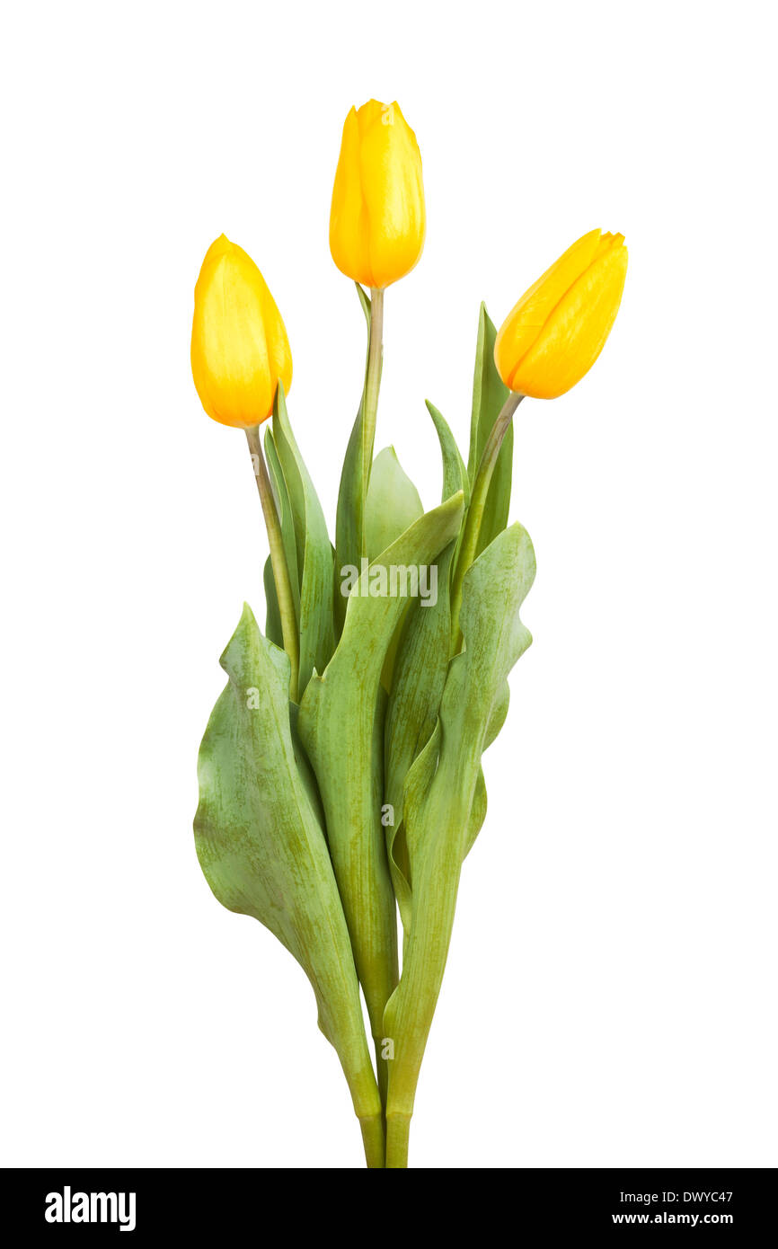 yellow tulips bouquet isolated Stock Photo Alamy