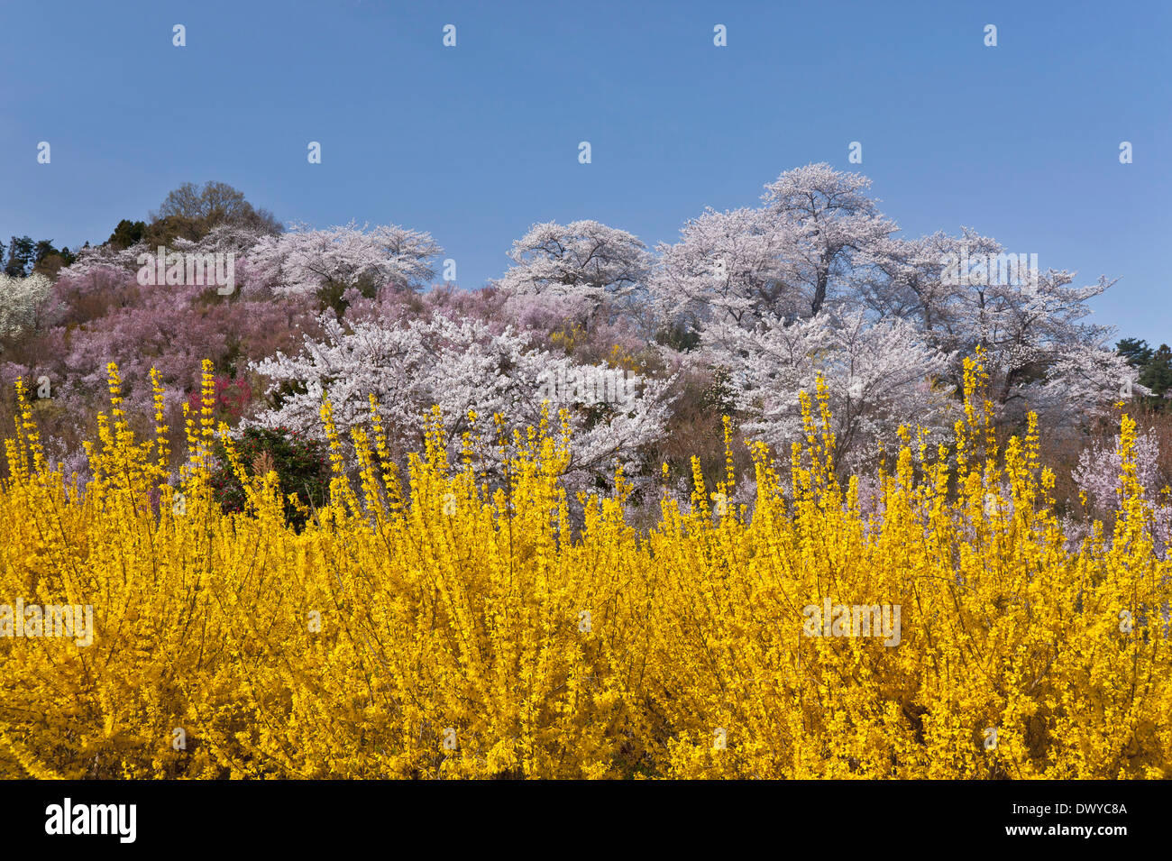 Cherry Blossoms And Other Flowers In Hanamiyama Park Fukushima Stock Photo Alamy