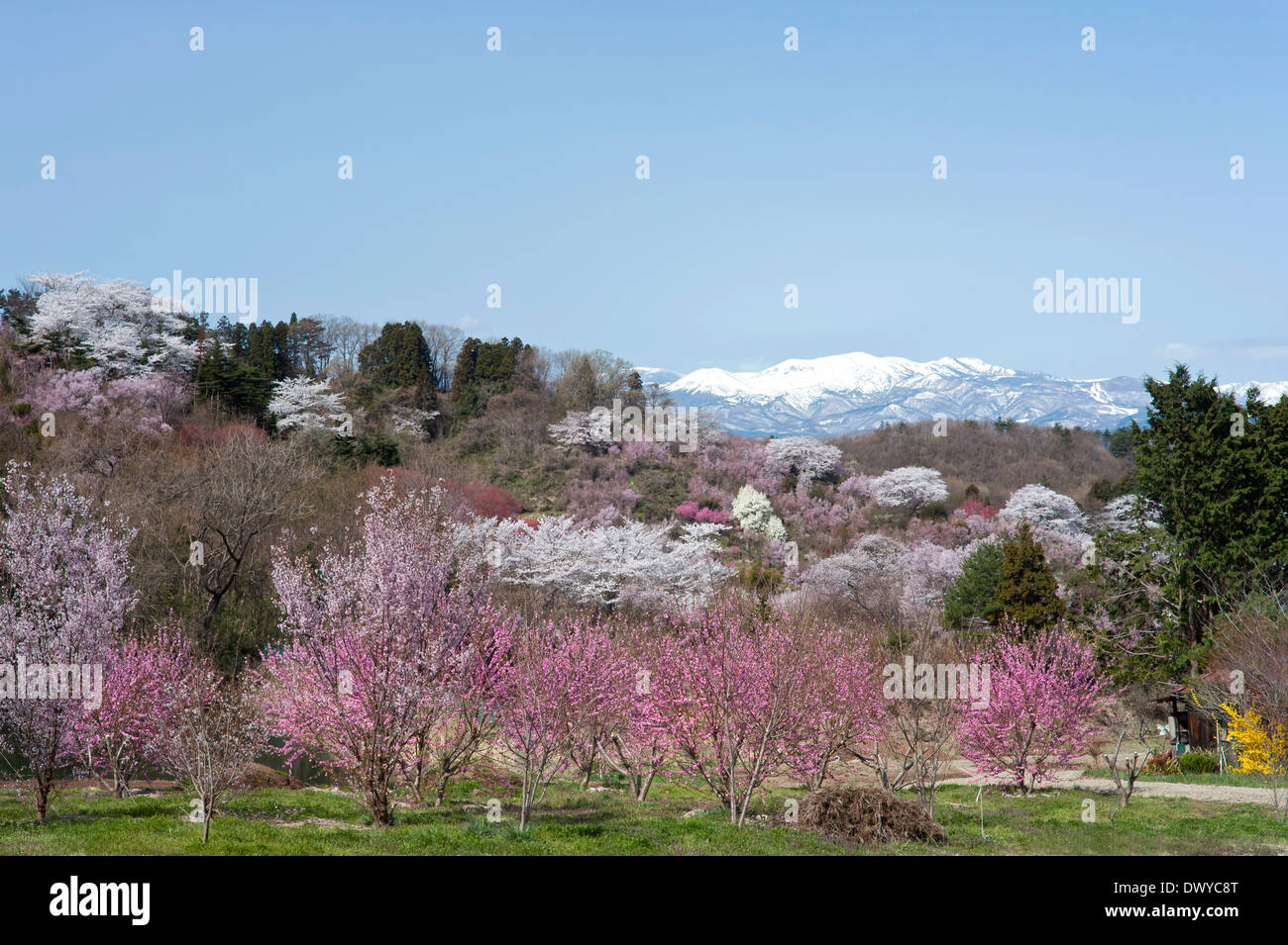 Cherry Blossoms And Other Flowers In Hanamiyama Park Fukushima Fukushima Prefecture Japan Stock Photo Alamy