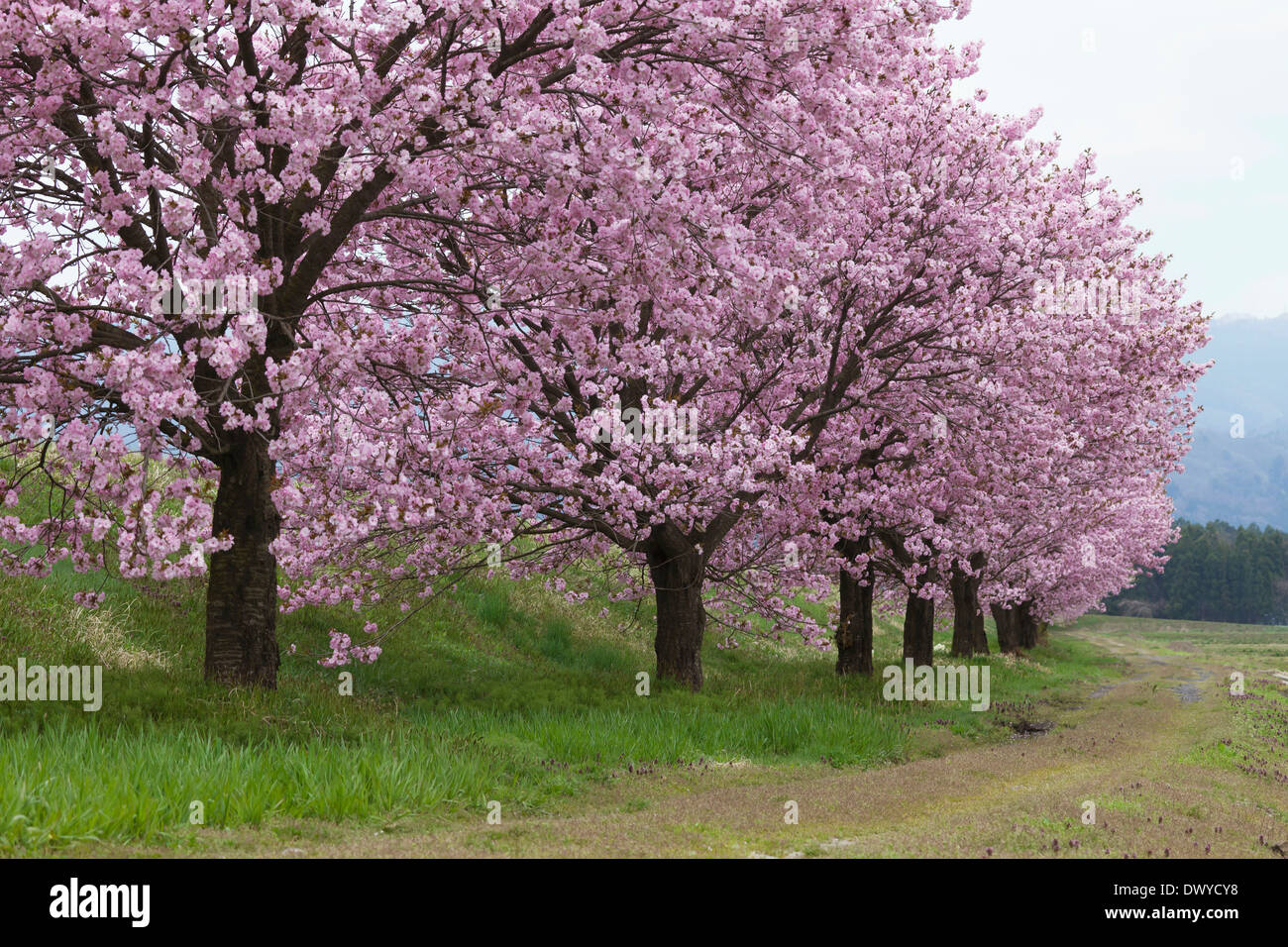Cherry Blossoms Trees along the Road in Okitama District, Yonezawa, Yamagata Prefecture, Japan Stock Photo