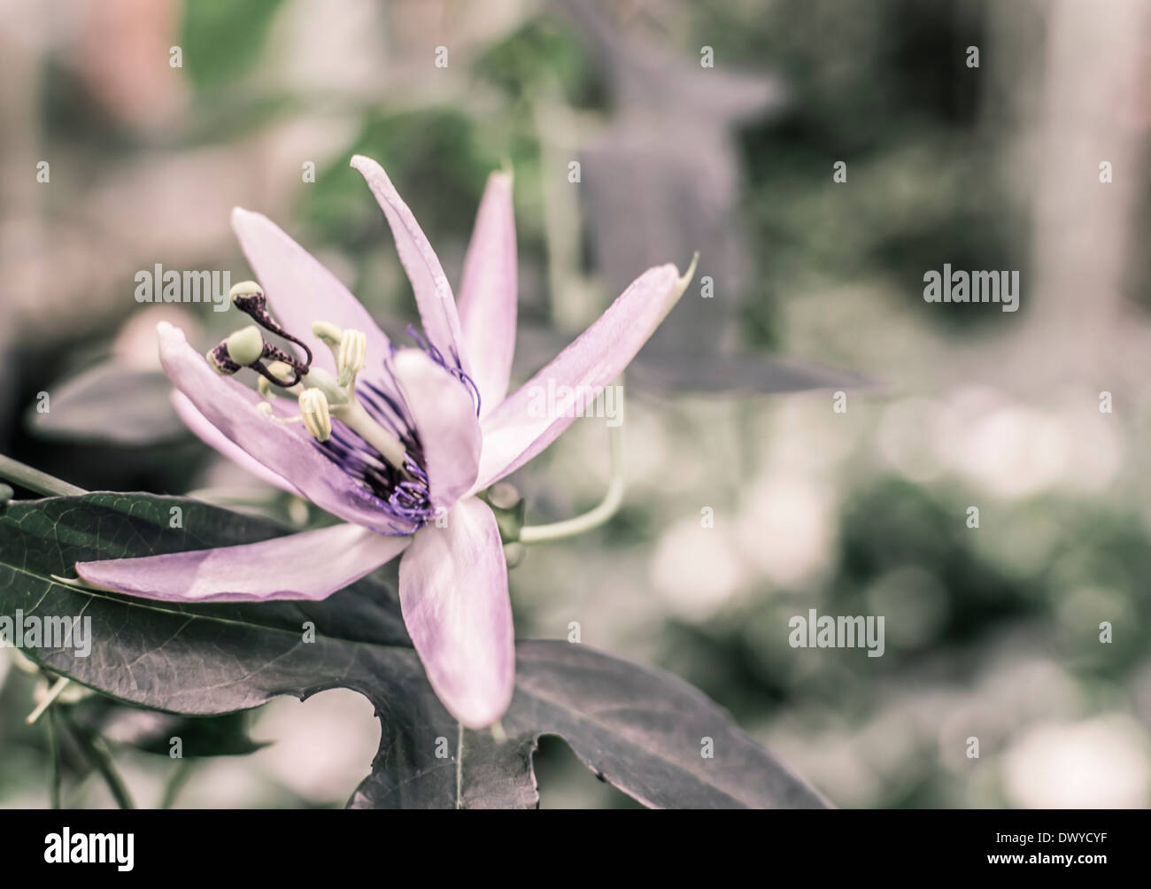 Passion Flower, passiflora incarnata blossoming in a garden. Romantic vintage filter treatment. Stock Photo