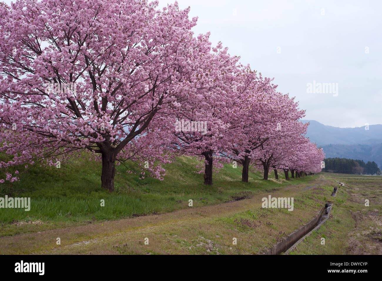 Cherry Blossoms Trees along the Road in Okitama District, Yonezawa, Yamagata Prefecture, Japan Stock Photo