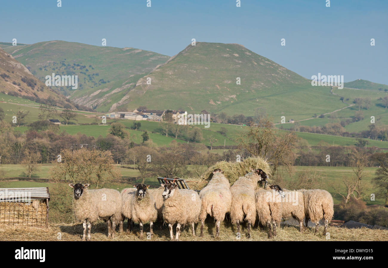 flock of sheep at feeder in peak district national park Stock Photo