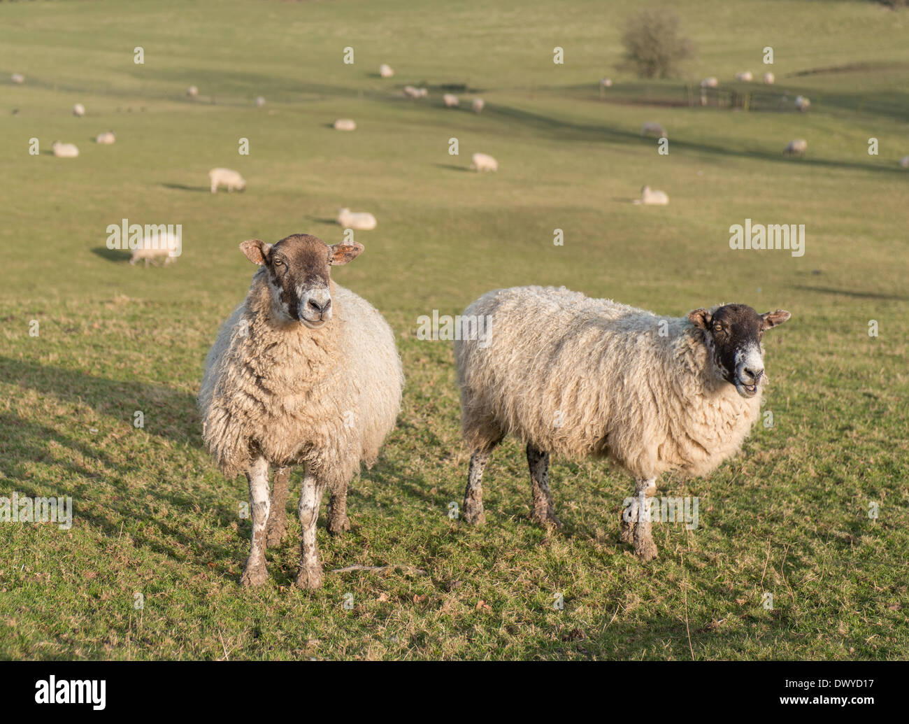 herd of sheep on hill farm in the peak district national park Stock Photo
