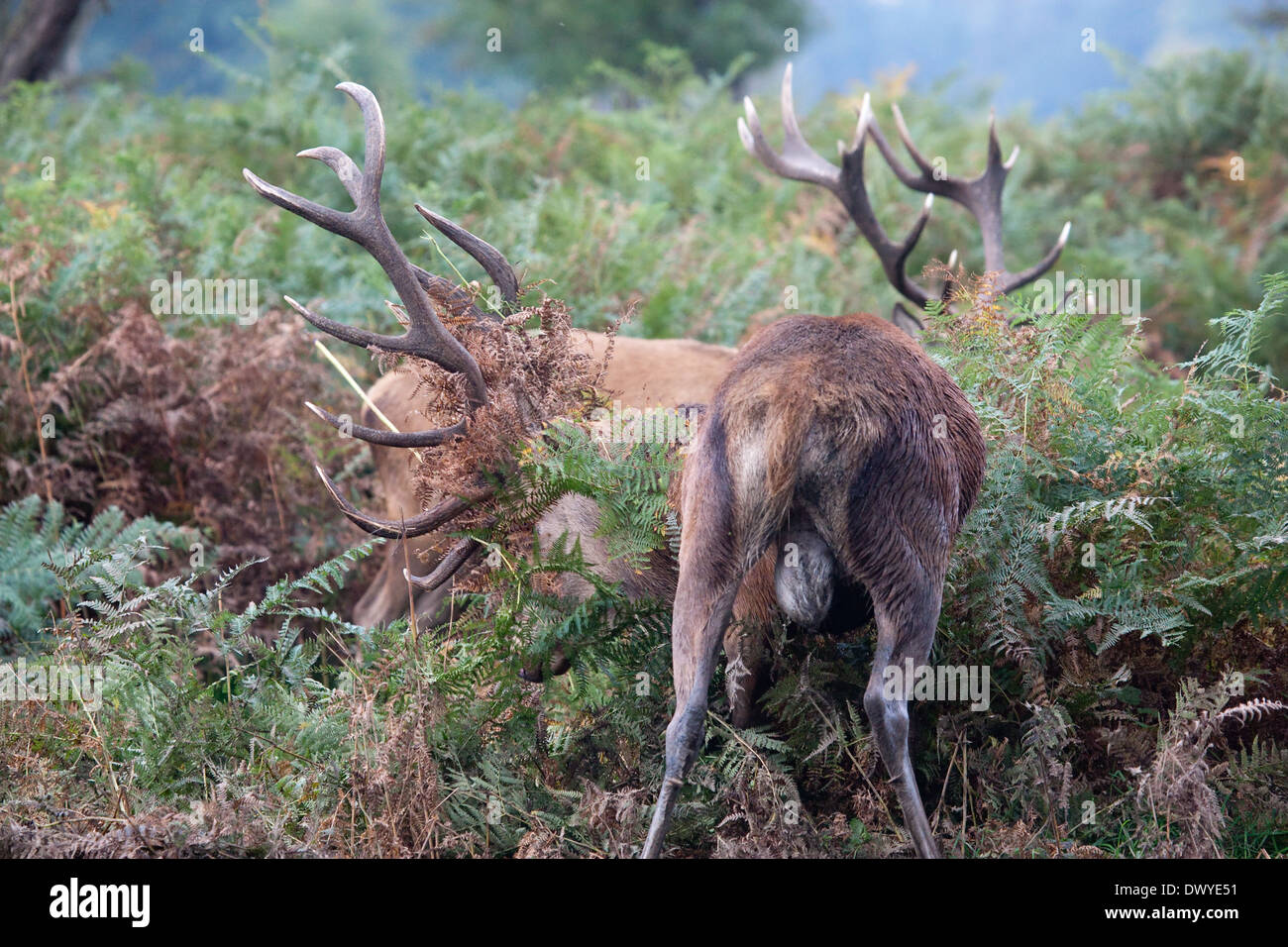 Rutting stand deer fighting hi-res stock photography and images - Alamy