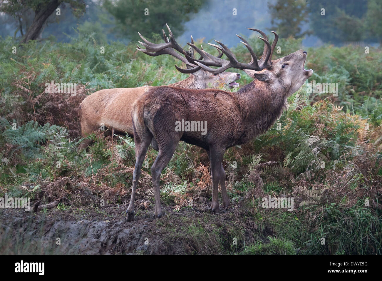 Rutting stand deer fighting hi-res stock photography and images - Alamy