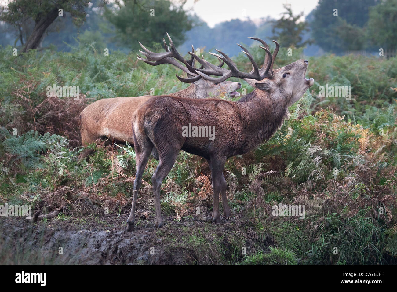 Rutting stand deer fighting hi-res stock photography and images - Alamy