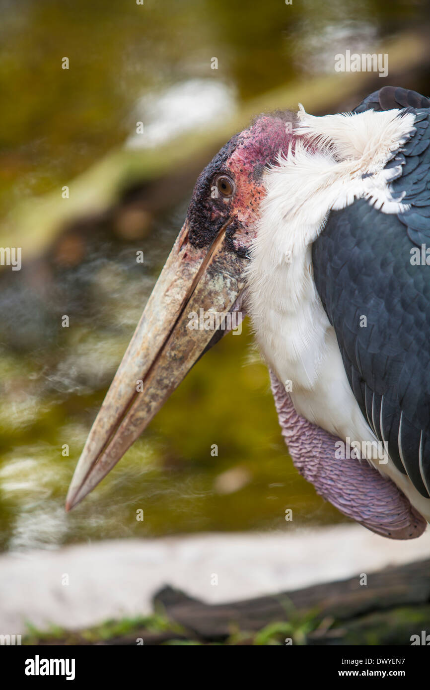 A Marabou Stork is pictured in St. Augustine Alligator farm, Florida Stock Photo