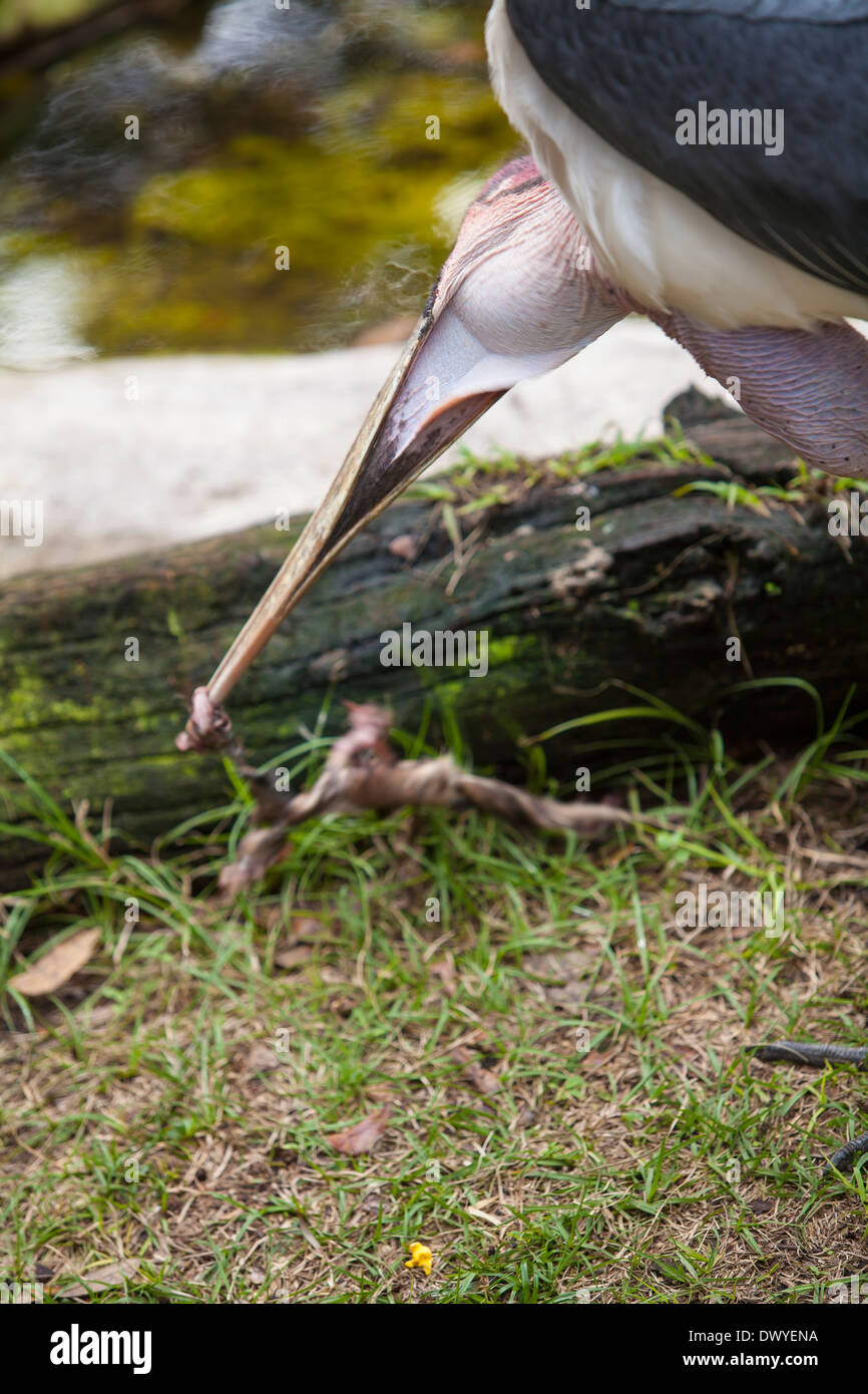 A Marabou Stork is pictured in St. Augustine Alligator farm, Florida Stock Photo