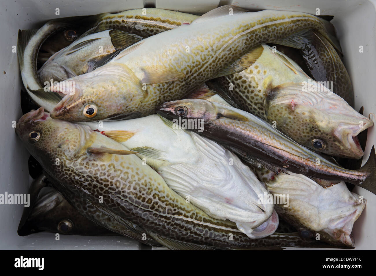 Hofer Cod Fish Wismar, Germany, freshly caught cod Stock Photo - Alamy