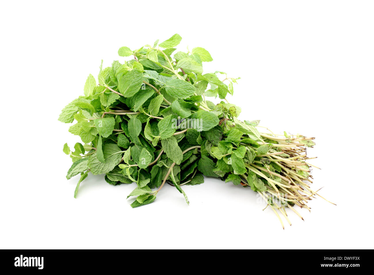 Bunch of mint leaves close up on a white background Stock Photo