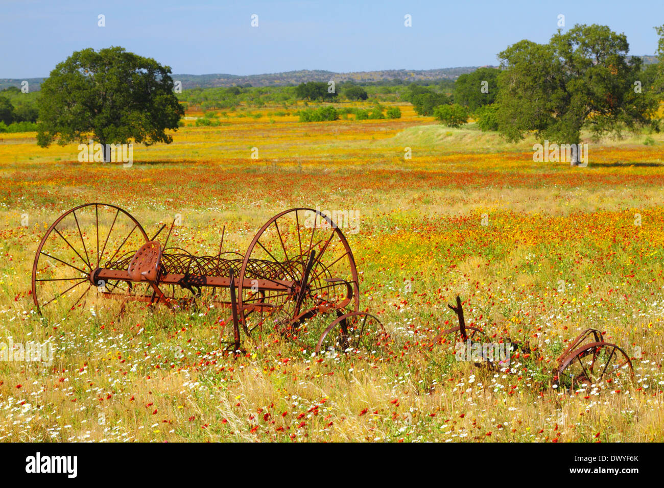 An old farm implement rests in a field of spring wildflowers in the Texas hill country. Stock Photo