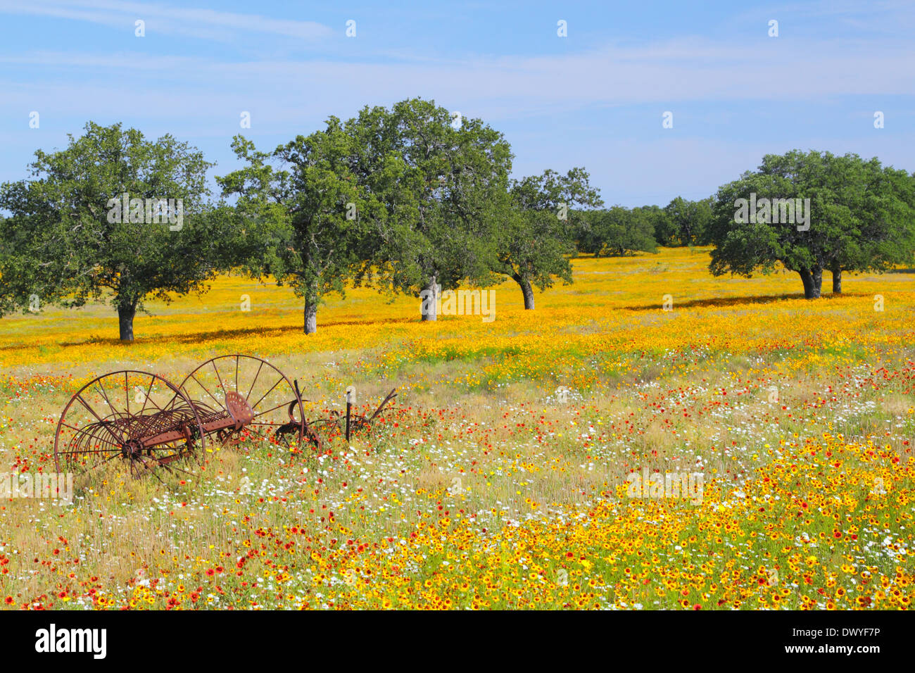 An old farm implement rests in a field of spring wildflowers in the Texas hill country. Stock Photo
