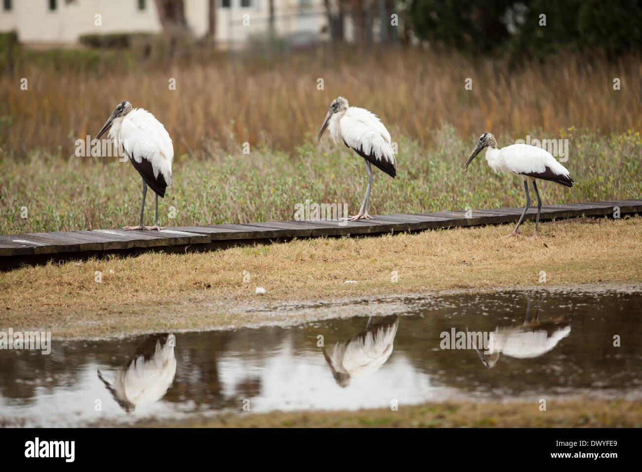 Storks are pictured in St. Augustine Fountain of Youth Archaeological Park Stock Photo