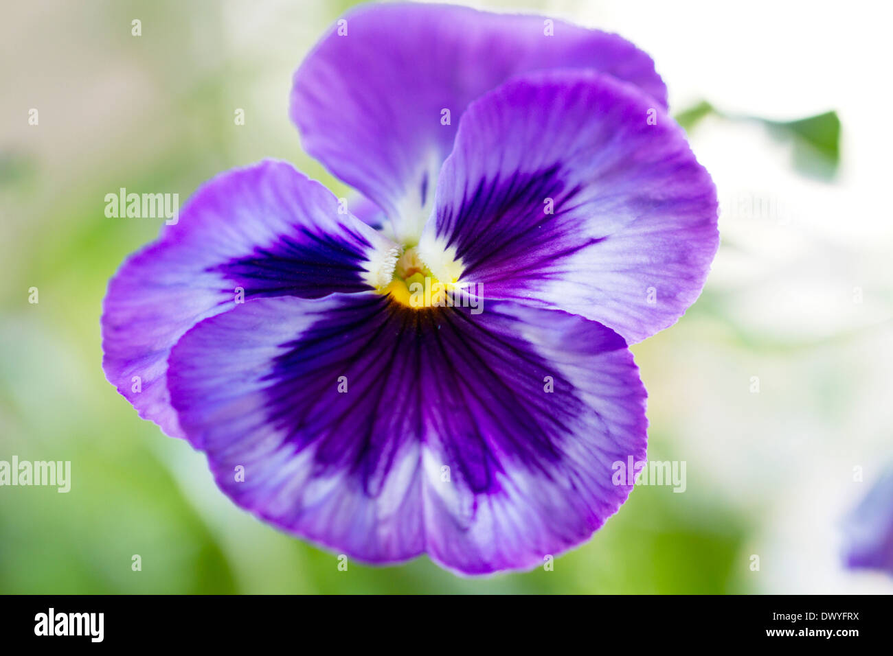 Single pansy hi-res stock photography and images - Alamy