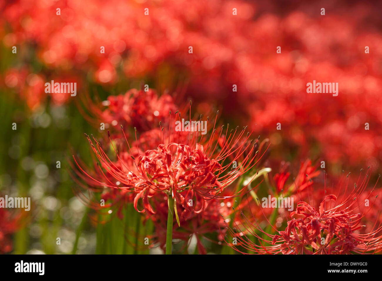 Close-up of Lycoris, Satte, Saitama Prefecture, Japan Stock Photo