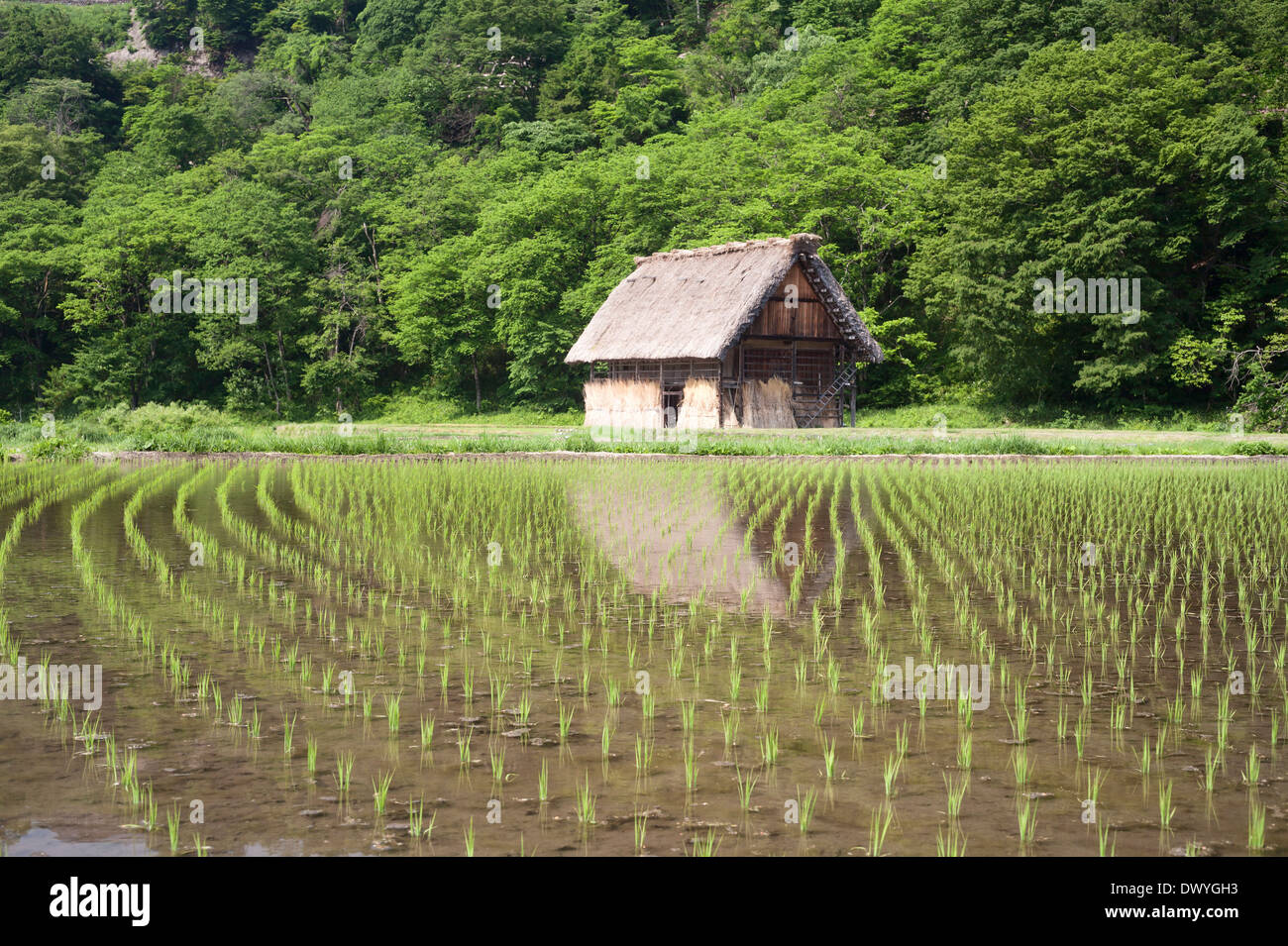 Paddy Field in Shirakawa mura, Shirakawa, Gifu Prefecture, Japan Stock Photo