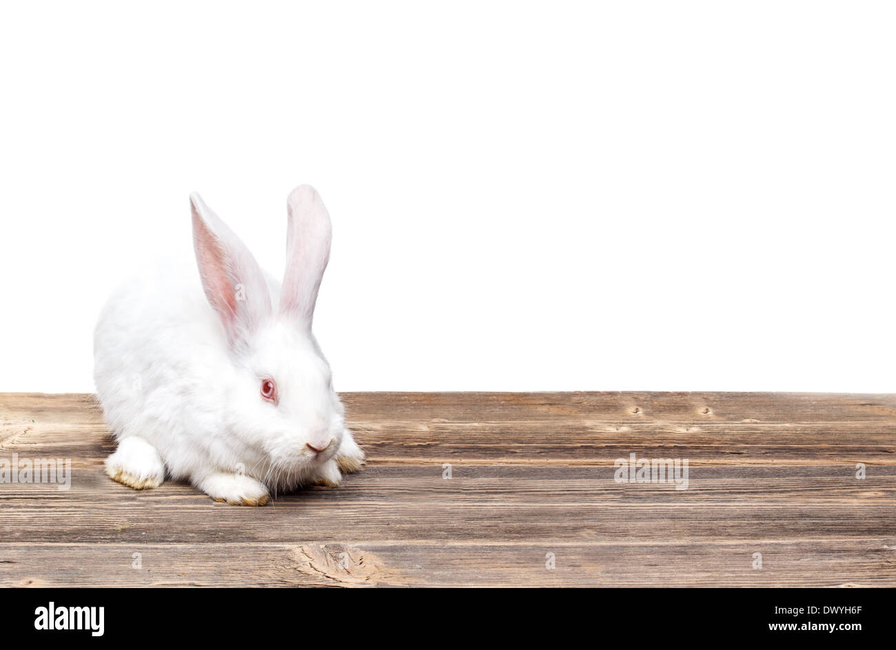 Cute white bunny with red eyes sitting on the grass Stock Photo - Alamy