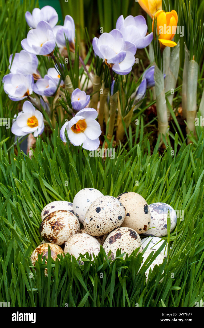 Heap of quail eggs on a green grass Stock Photo