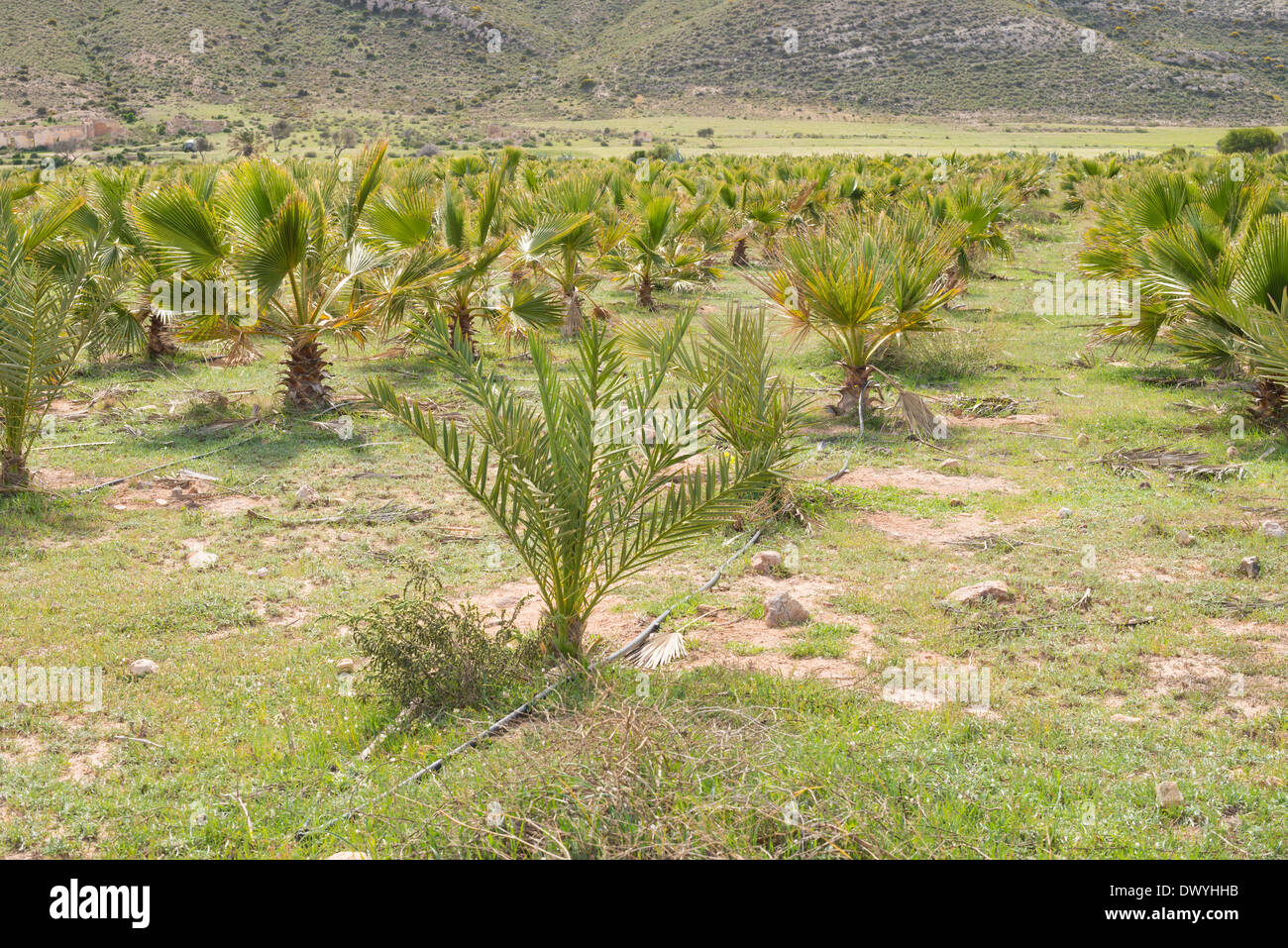 Baby palm trees in row on a plantation Stock Photo Alamy