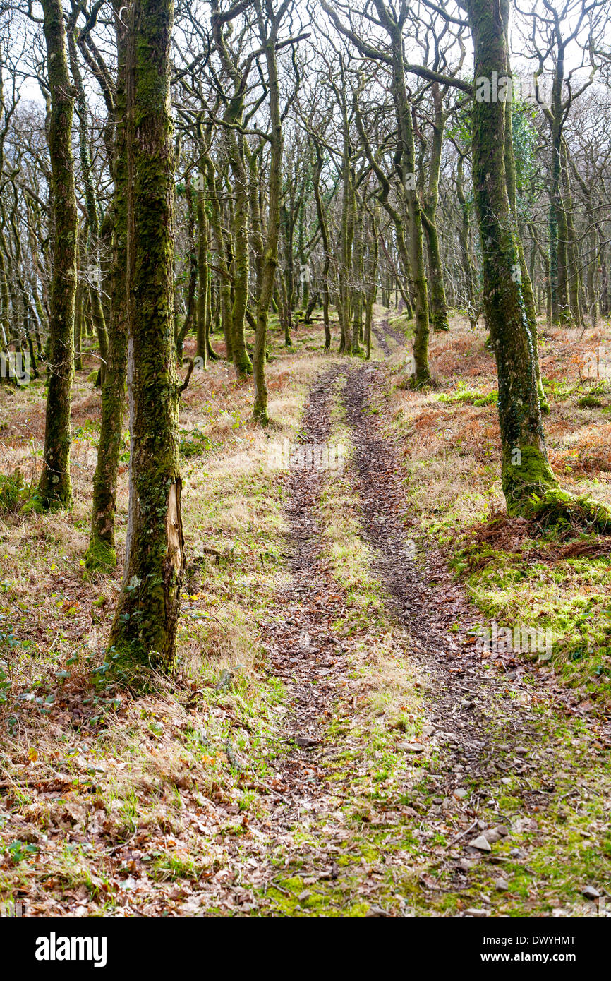 Narrow track climbs steeply through winter woodland, Exmoor national park, Devon, England Stock Photo