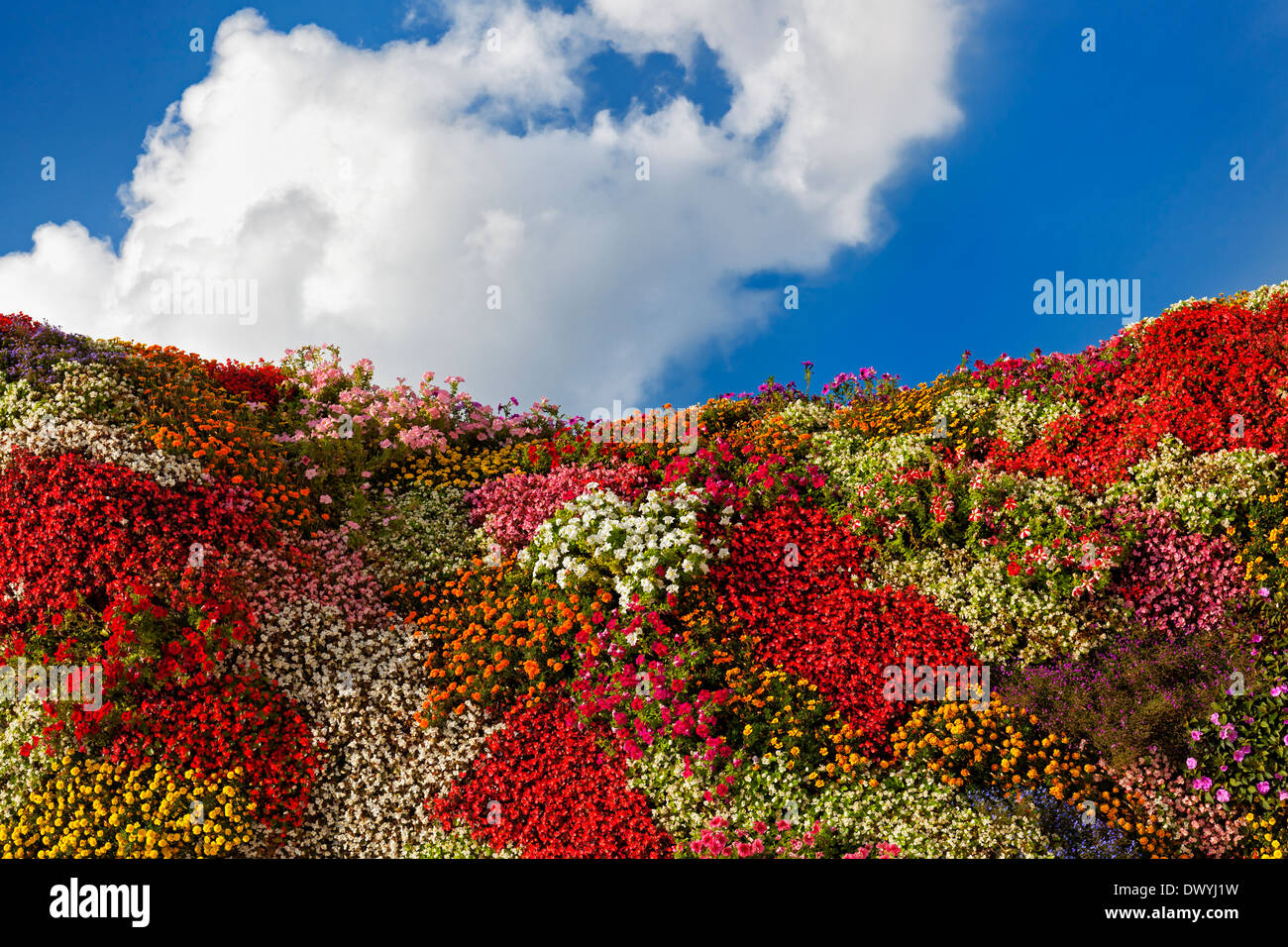 Multicolored flower hill with a cloudy blue sky as background Stock Photo