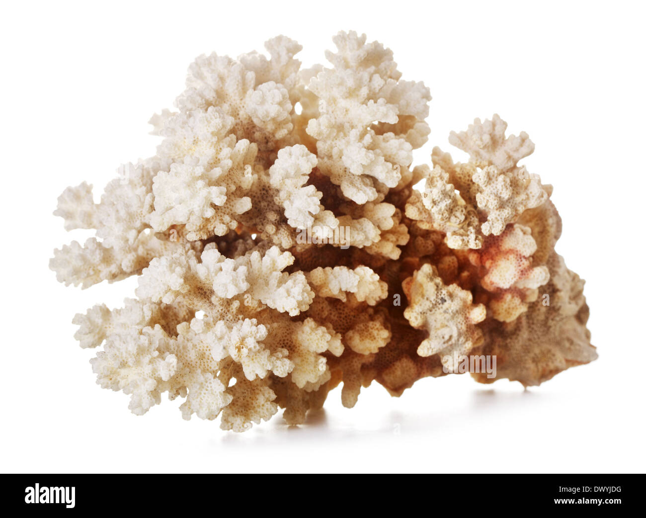 beautiful gray coral, isolated on white background Stock Photo Alamy