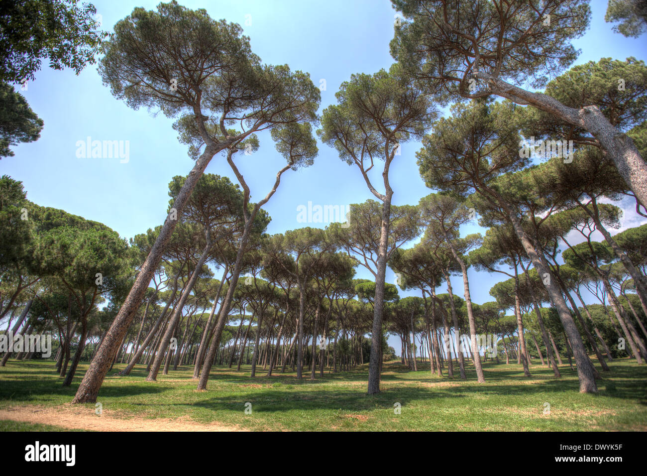 Pine landscape hi res stock photography and images Alamy