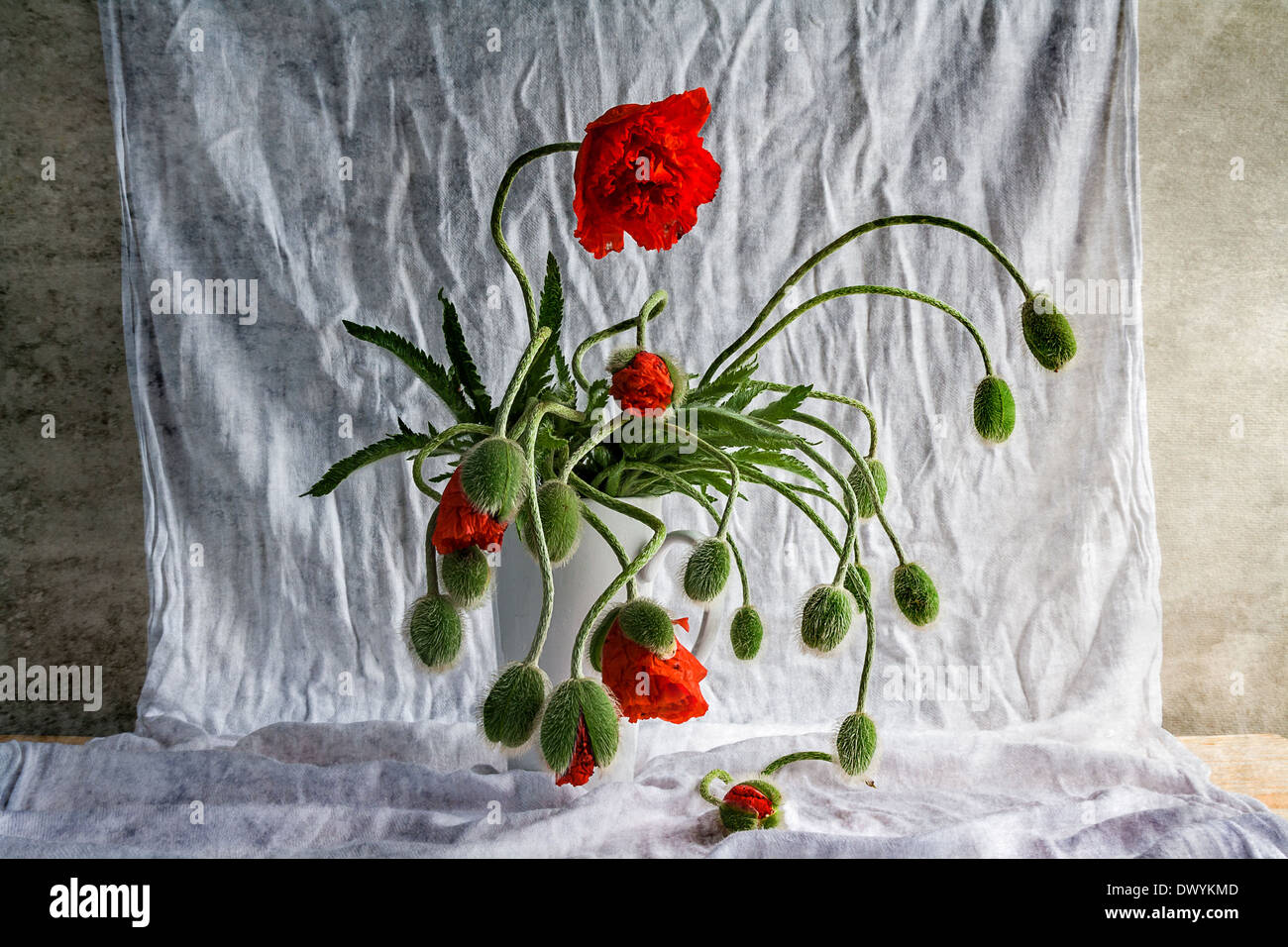 Still life with a bouquet of poppies Stock Photo - Alamy